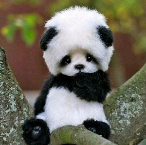 Meet your Posher, Igma